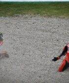 motogp, dovizioso, zarco