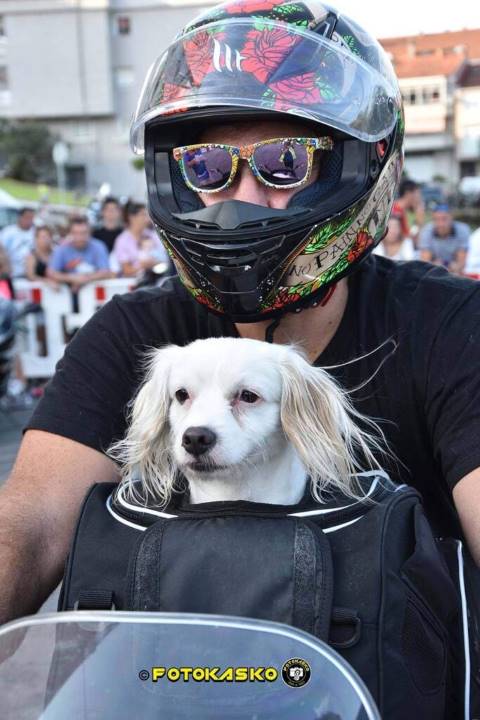 Perro Bagster Puppy moto